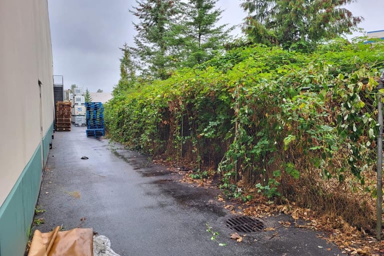 Blackberry bushes overgrowth on a fence line