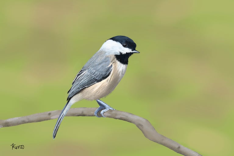 Black-Capped Chichadee perched on a tree branch