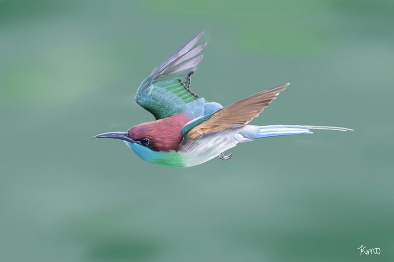 Blue Throated Bee Eater