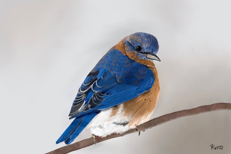 Eastern Bluebird sitting on a tree limb