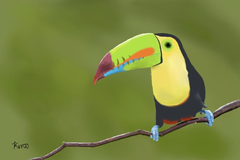 Keel Billed Toucan