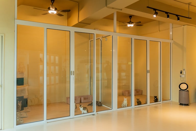 VIP luxury cat suite with 24/7 CCTV access Moly Cat Hotel.