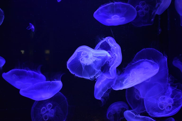 Oliver MK Jellyfish in Vancouver aquarium, Canada