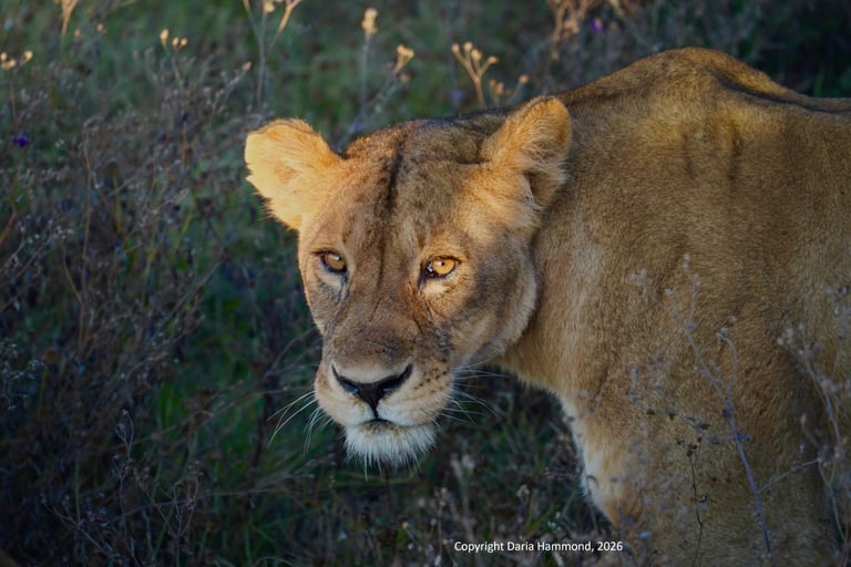 A female lion, or lioness, regards the photographer from close range in the later afternoon light.