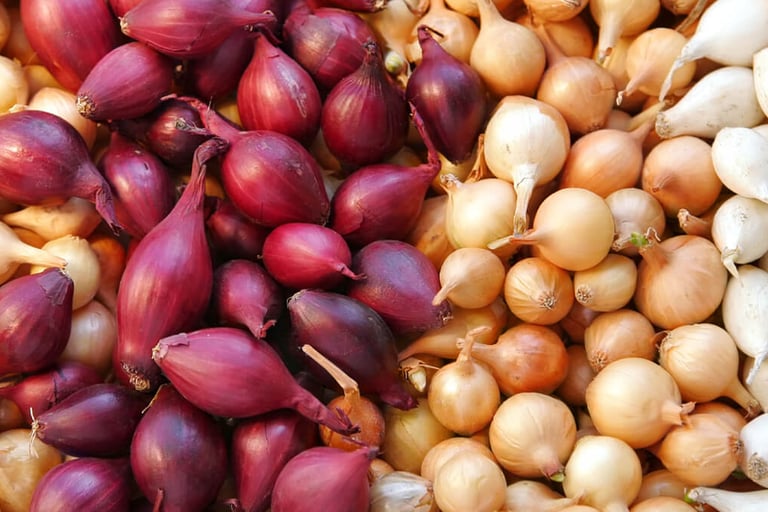tipos de cebolas