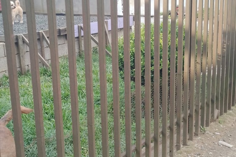 cerca de ferro metalon em residencia, unindo estética e segurança