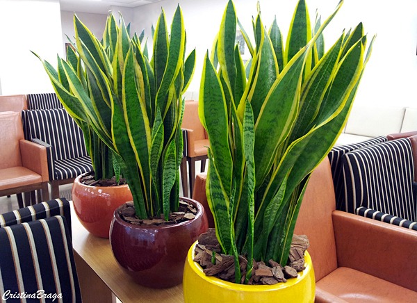 Espada de São Jorge