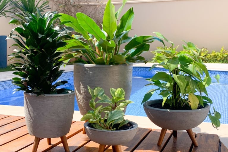 Vasos com plantas