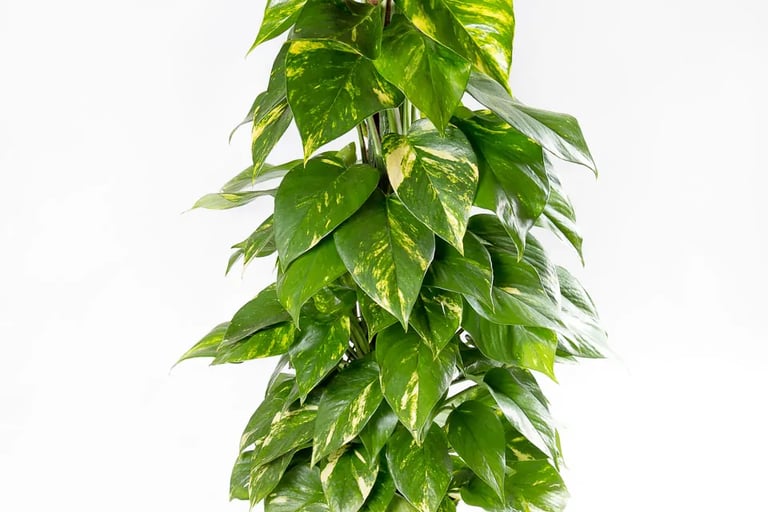 Planta Jibóia, planta pendente