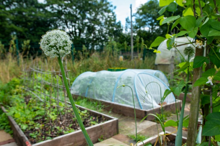 Flowering onion plant in a community allotment garden with raised beds and a hoop house tunnel.