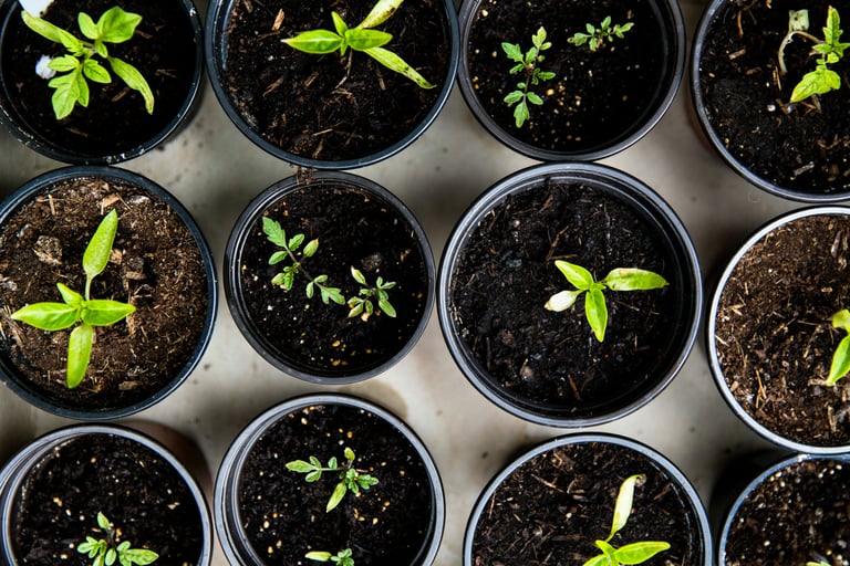 Potting plants/flowers Bridgwater Somerset UK
