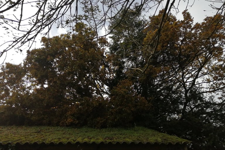 branches d'un chêne, tombé sur une grange