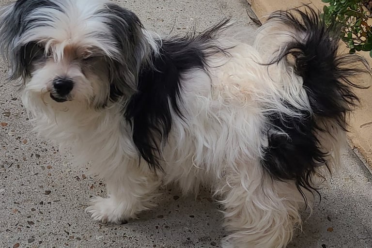 Black and White Mal-Shi dog standing on concrete next to bush