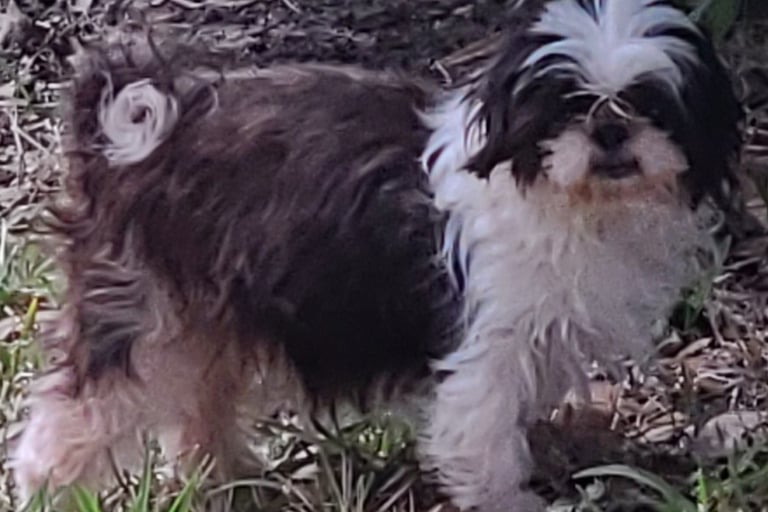 A brown and white Shih Tzu puppy standing in the grass near green garden bushes.