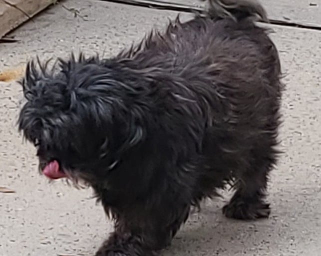 Small Shih Tzu dog walking on a sidewalk with its tongue out and tail curled.