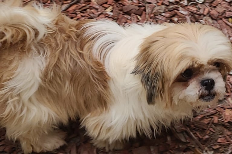 Apricot and White Shih Tzu dog on ground in Humble Tx