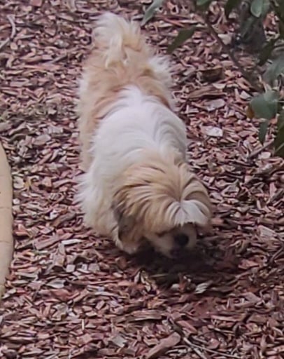 A small white and tan Shih Tzu dog walking across a garden bed filled with wood chip mulch.