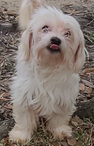 White F1 Mal-shi dog standing in grass and leaves