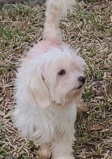 White F1 Mal-shi dog walking in grass