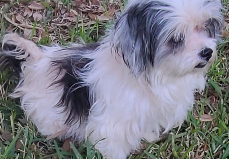 White and Black F1 Mal-Shi dog sitting in grass