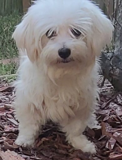 White Maltese Dog standing in grass in texas