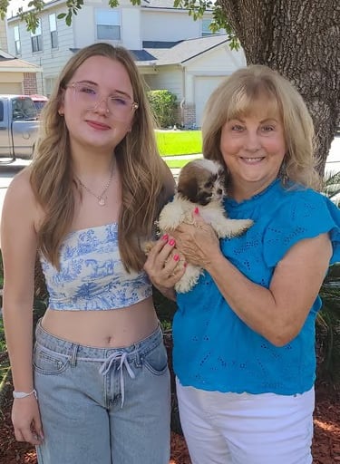 White and Brown mal-Shi Puppy being held 