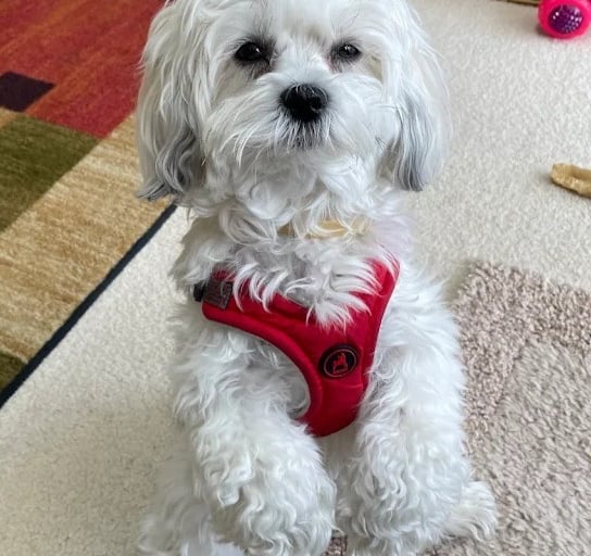 White Mal-Shi Puppy standing on hind legs in Texas.