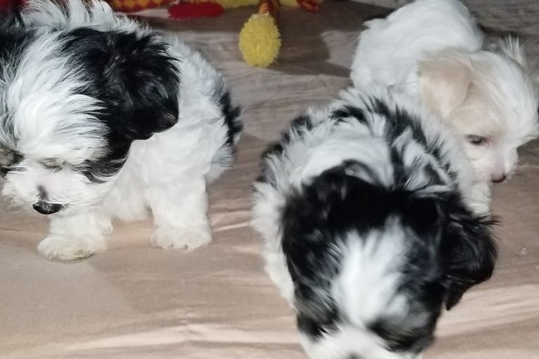 two Mal-Shi and 1 Maltese Puppy in a group