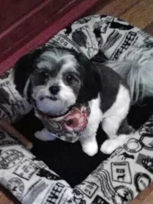 Black and White Mal-Shi dog sitting in doggy bed in Texas.
