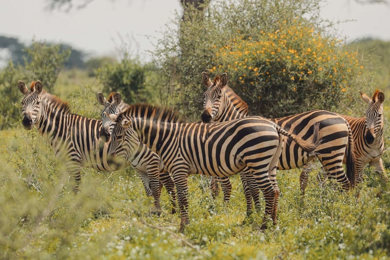 ou-partir-en-voyage-de-noces-safari-tanzanie