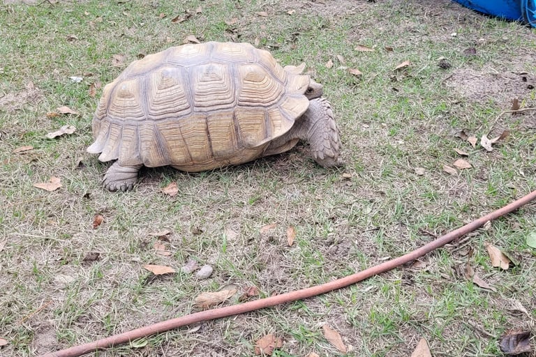 my sulcata tortoise looking for sun