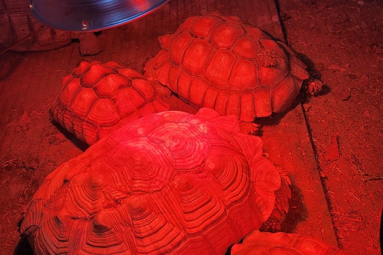 my group of sulcata tortoises in their heated shed 