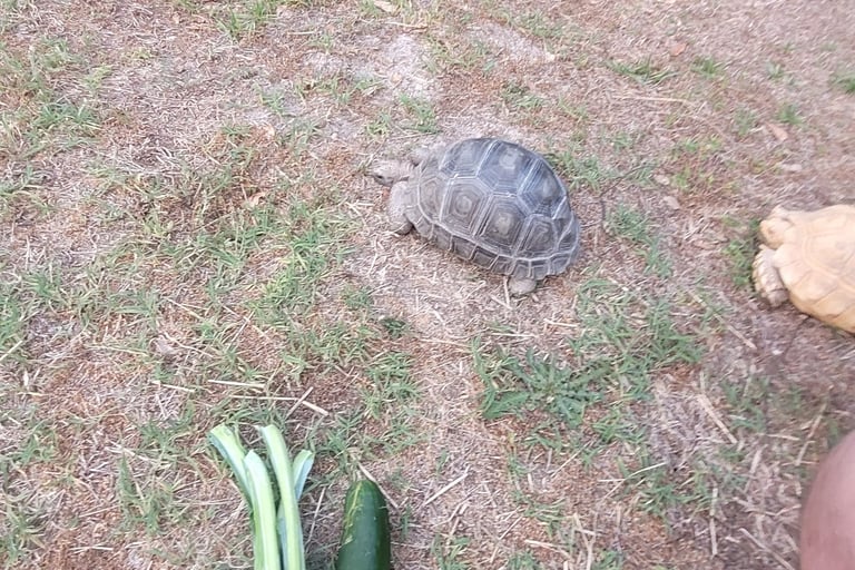 Aldabra and albino sulcata
