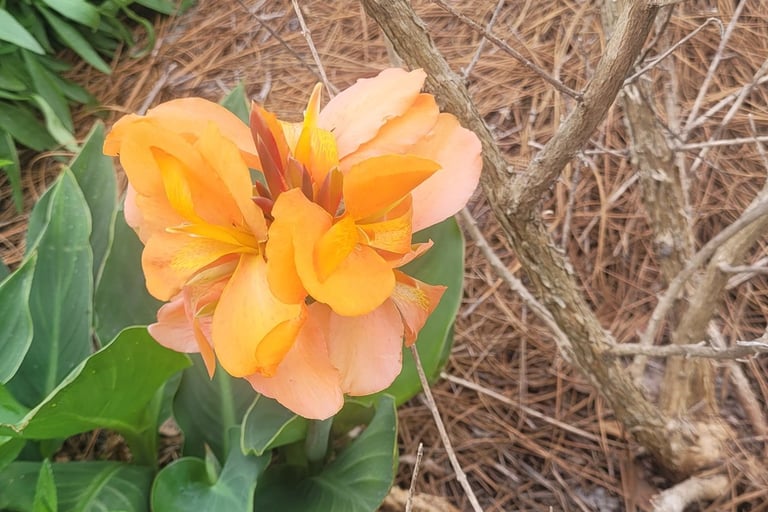 Orange Cana lily
