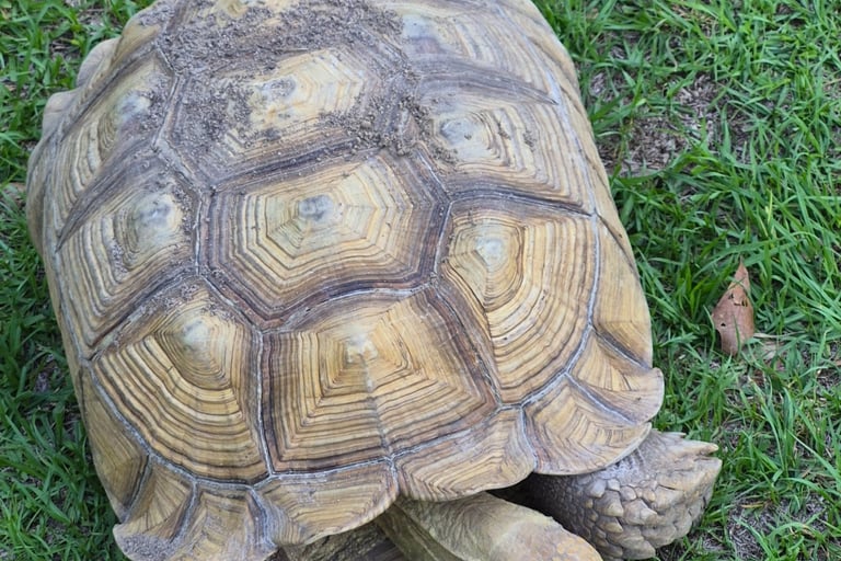 Mario my sulcata
