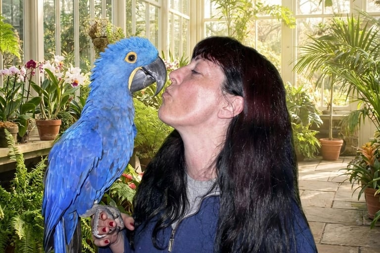 A woman kisses a vibrant blue Hyacinth Macaw parrot inside a sunlit tropical greenhouse.