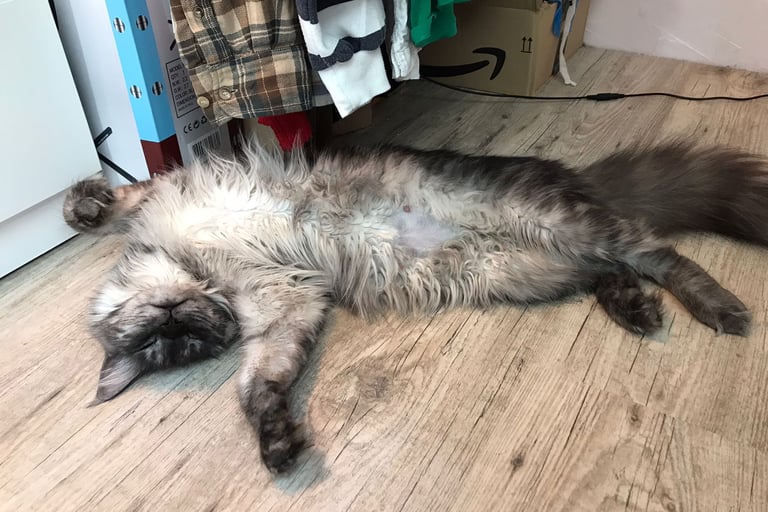 comportementaliste chat