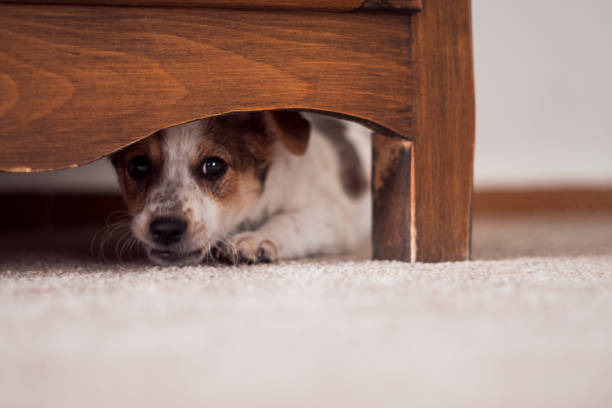 anxiété chien emotion