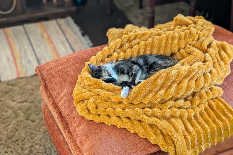 kitty resting on a soft blanket, representing why I dont need a perfect life anymore