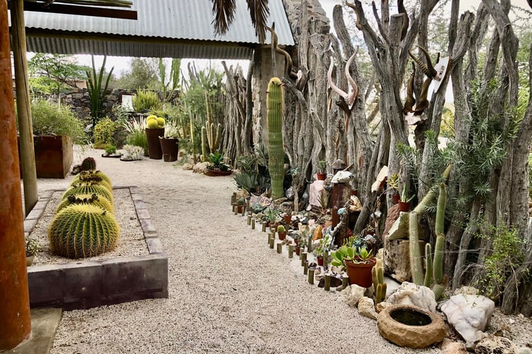 a cactus planter with many different types of cactus plants in uis namibia