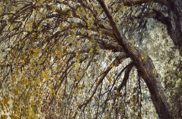 Martin Osner’s art tree photography collection featuring textured, layered autumn leaves and an arched tree.