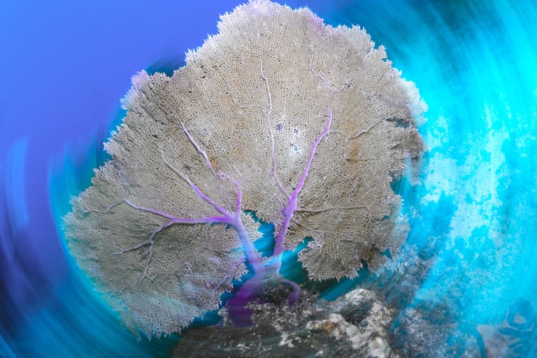 long exposure underwater photography shot of a sea fan