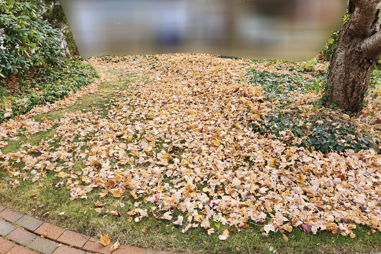 Leaf cleanup, Spring Cleanup