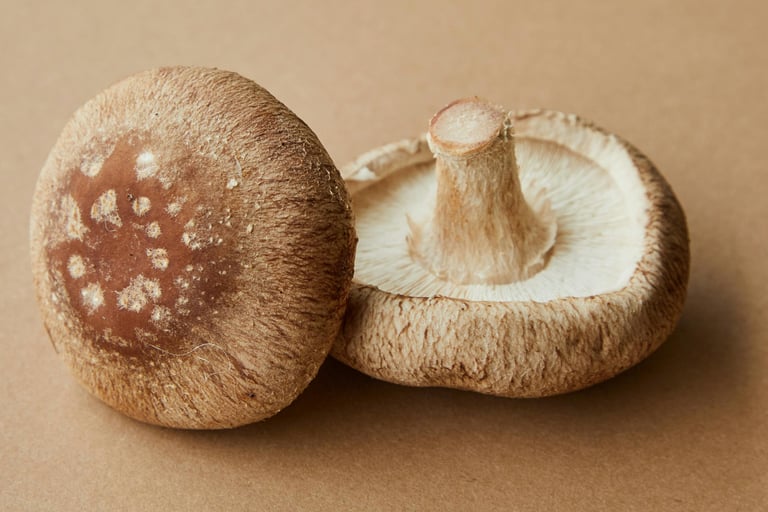 shiitake cuneo saluzzo 