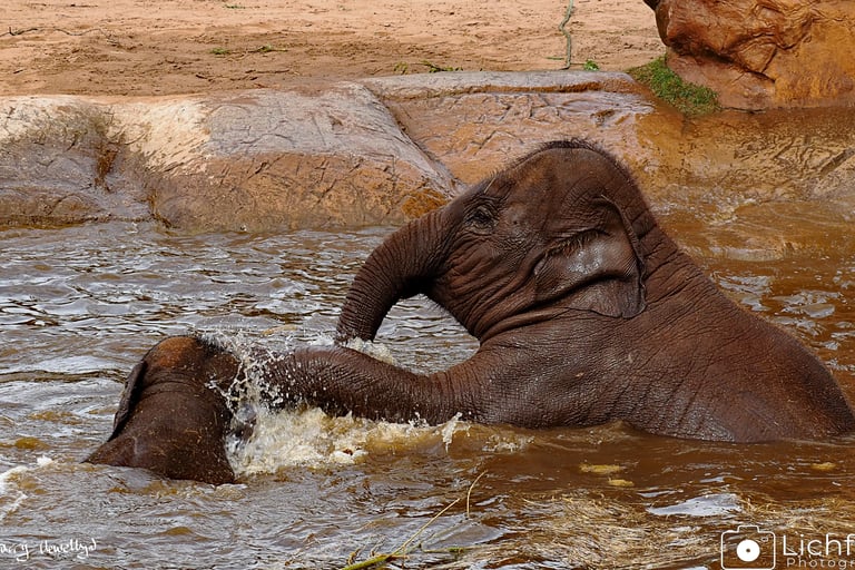 Baby Elephant in the water