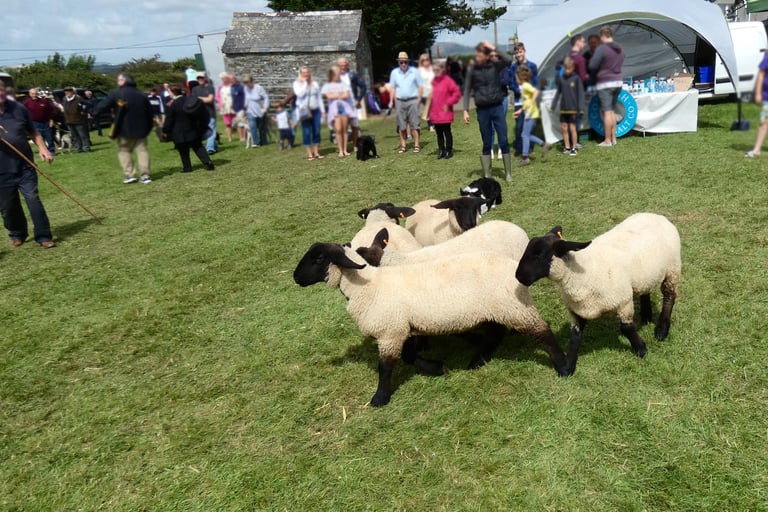 Black-faced sheep herded in a grassy field during a rural agricultural fair with spectators.