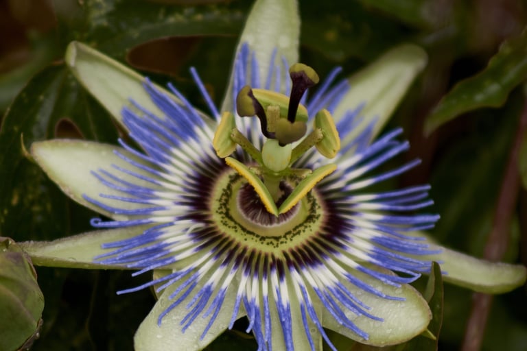 Imagen en primer plano de una pasiflora, una flor de gran belleza.