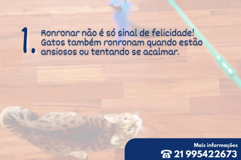 gato brincando com varinha