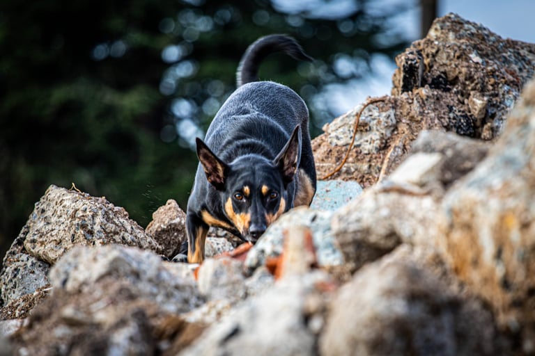 Kelpie Australien recherche décombre