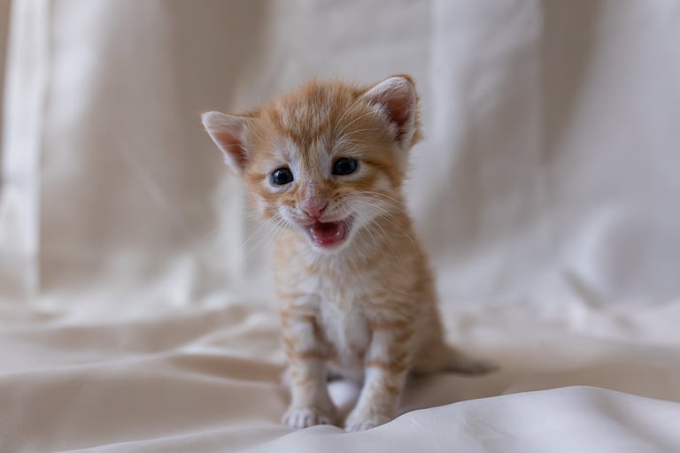 petit chaton roux en train de miauler, en position assise